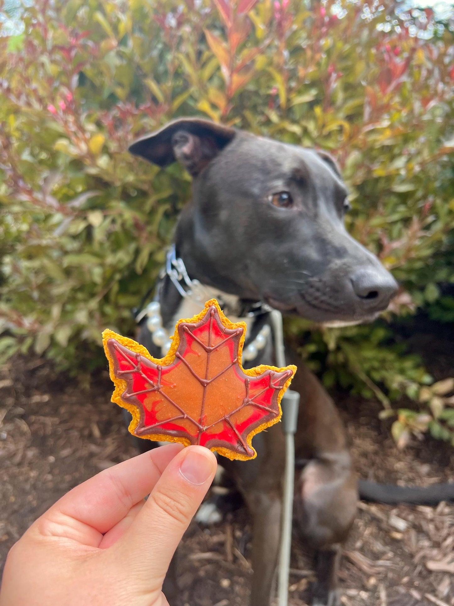 Autumn Theme