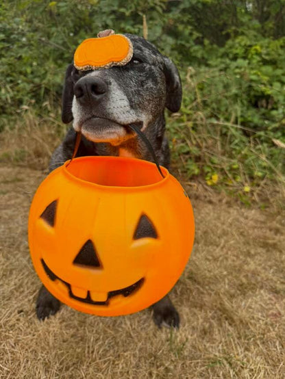 Pumpkins