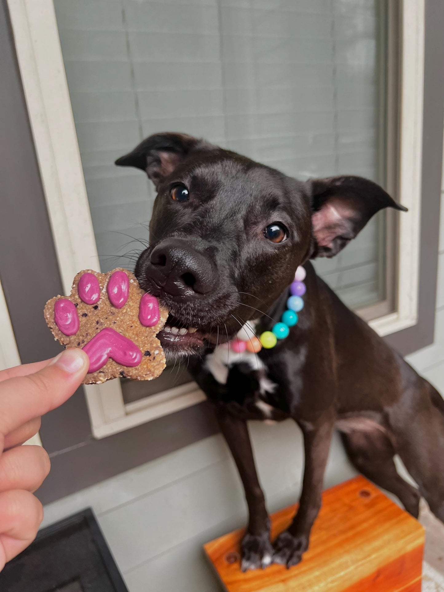 Dog Theme