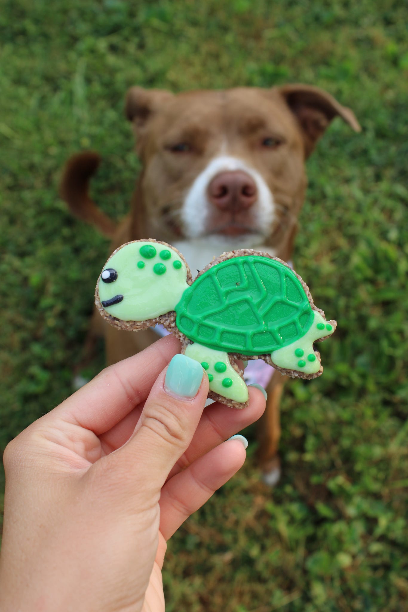 Sea Turtle