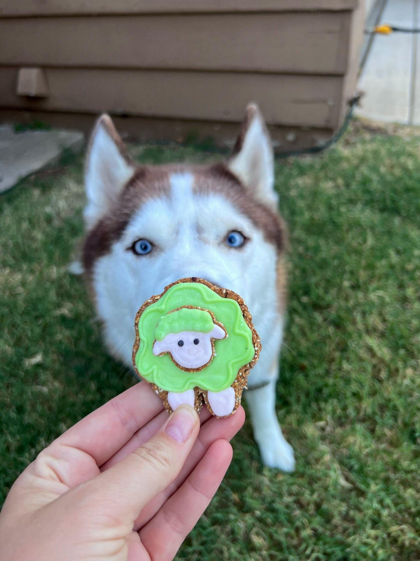 Sheep Stacked Cookie