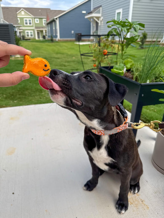 Mini Goldfish Set of 6