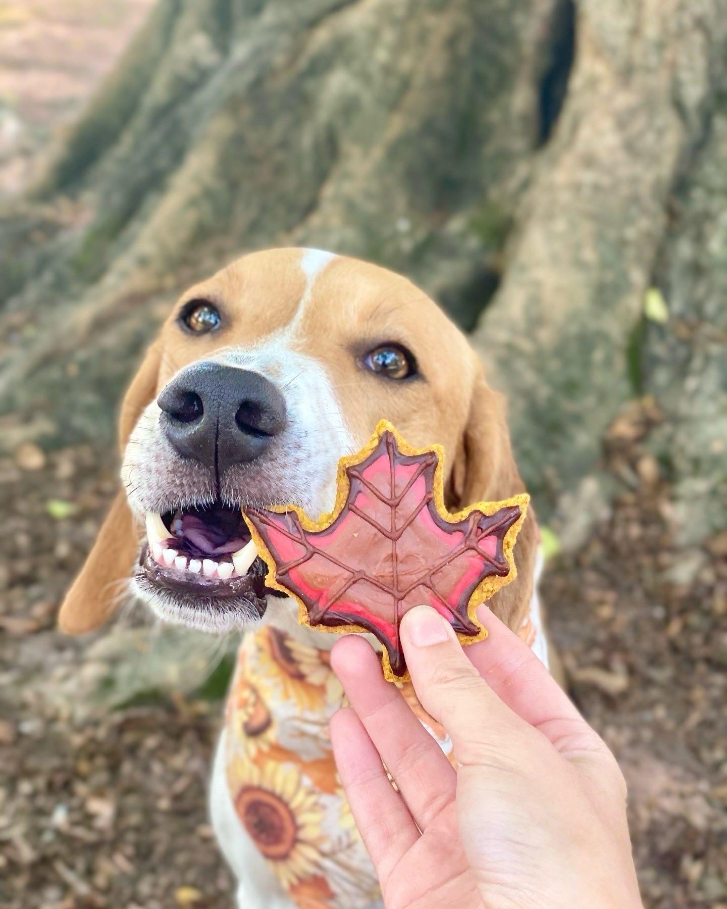 Autumn Theme