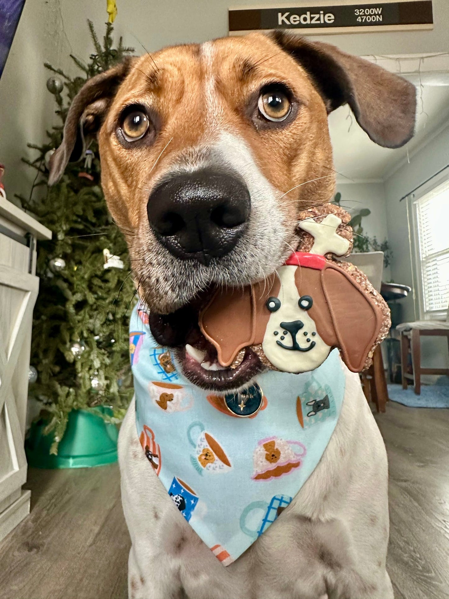 Christmas Dogs