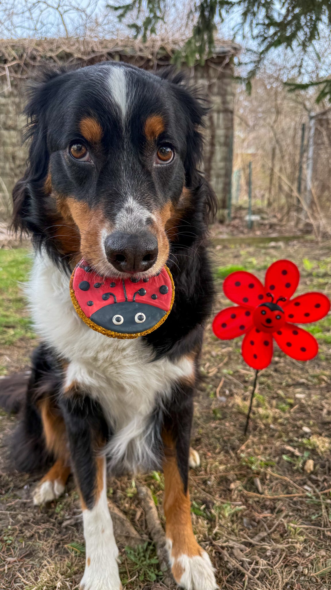 Ladybug