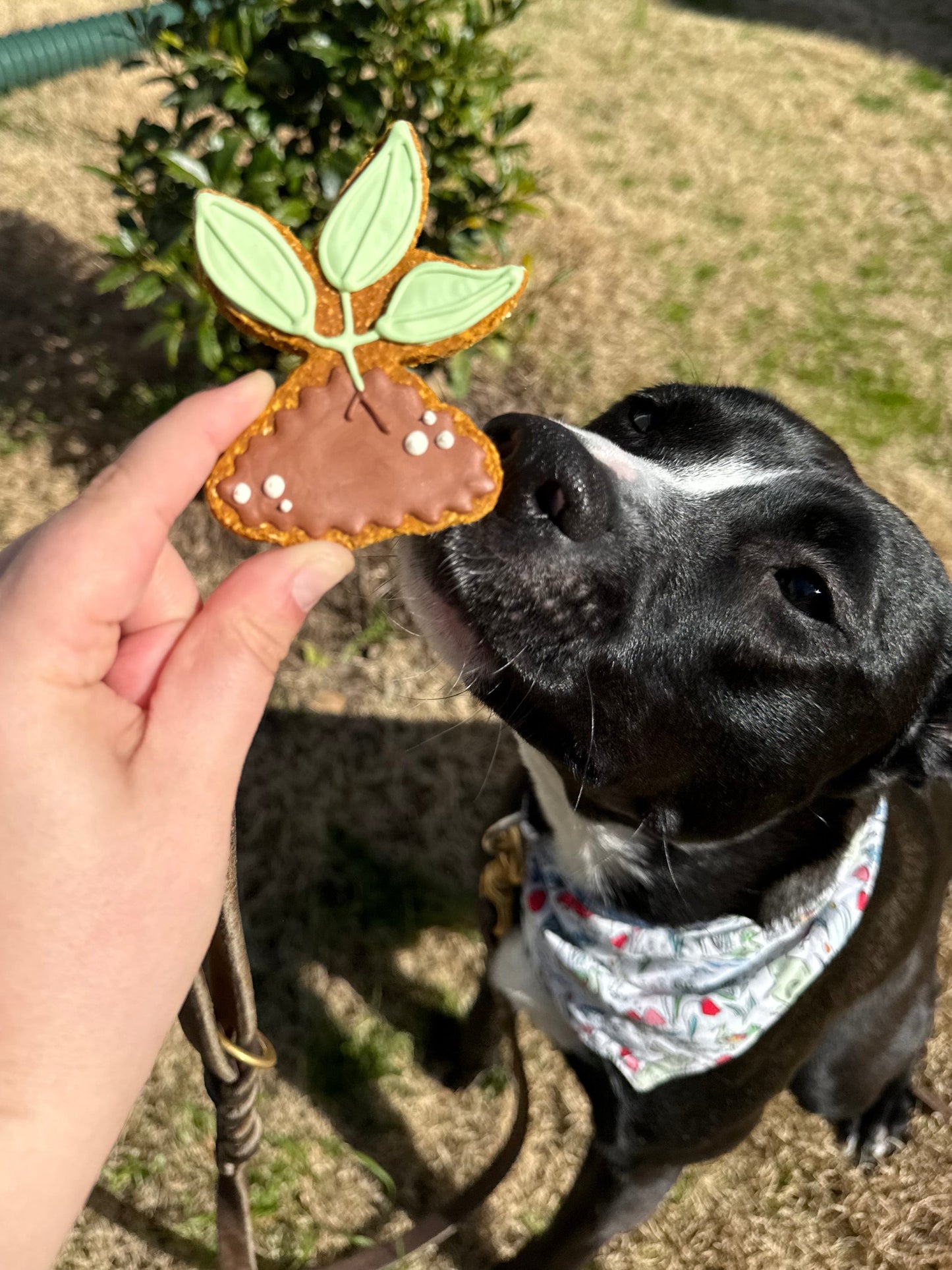 Gardening Theme
