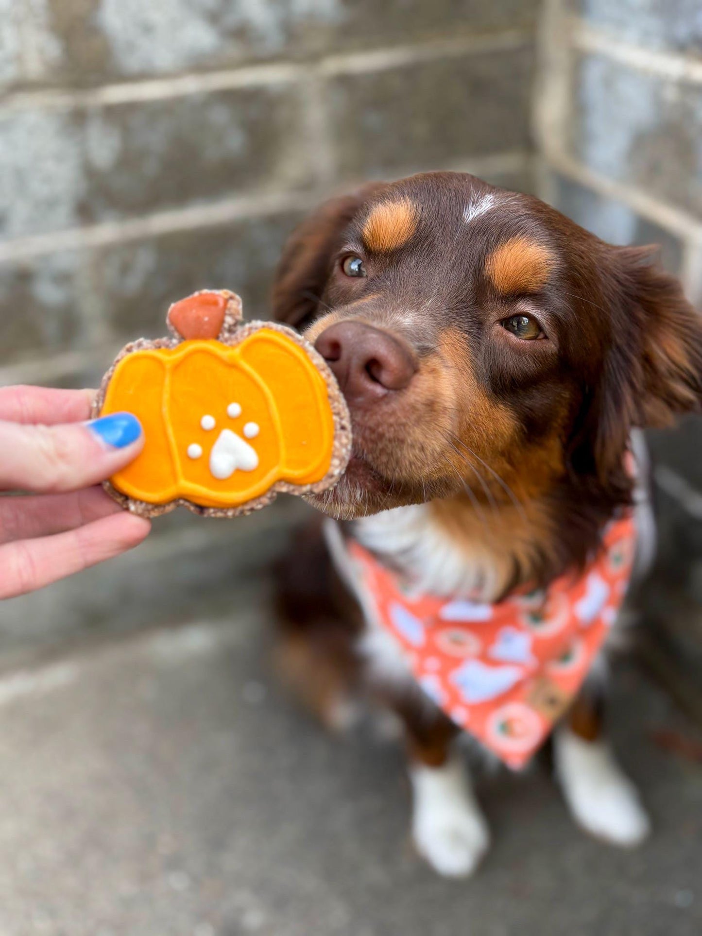 Pumpkin with Paw