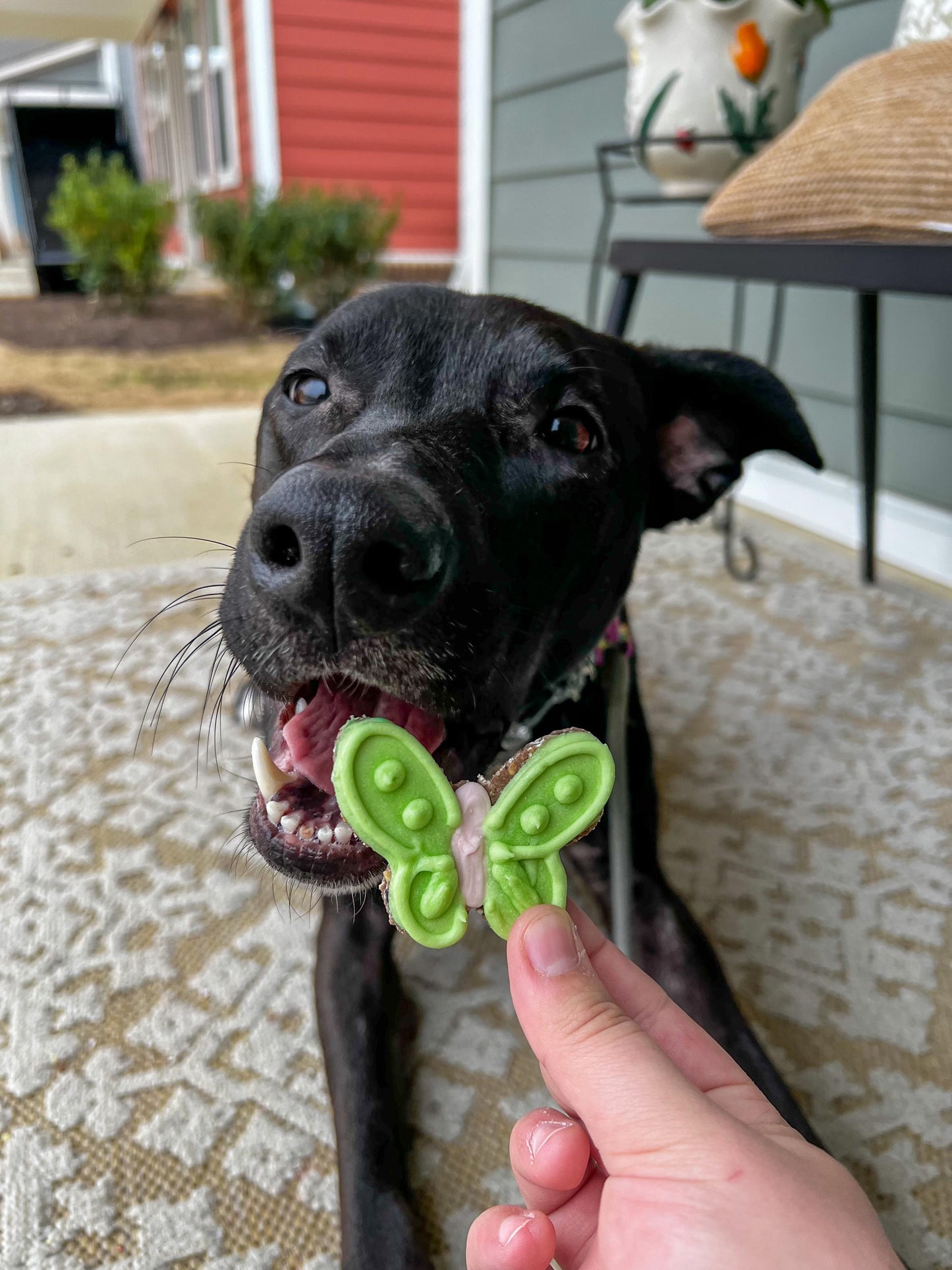 Mini Butterflies Set of 3