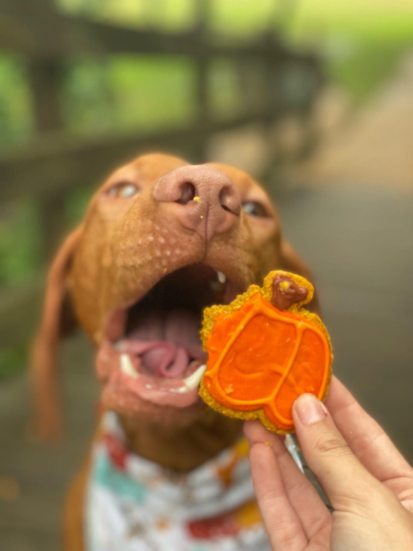 Pumpkins